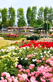 화려한 곡성세계장미축제