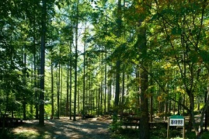 마음에 ‘휴(休)’자가 필요한 날 - 자연휴양림으로 힐링 여행 떠나볼까