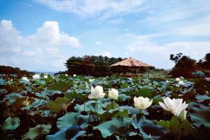 순백의 연꽃이 피어나는 곳, 청운사