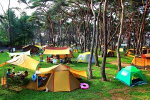 강바람 맞으며, 솔내음 맡으며, 송호국민관광지