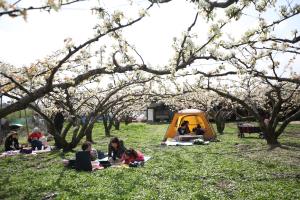 봄의 전령사, 벚꽃 말고 복사꽃이 활짝! 세종조치원복숭아봄꽃축제 