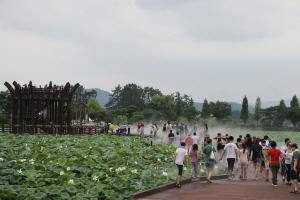 올 여름 휴가는 무안연꽃축제에서 시원하게 즐겨요!