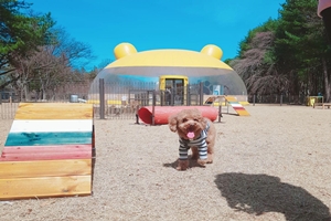 반려견 천국 남이섬 “댕댕아 하고 싶은거 다해” '투개더파크'오픈