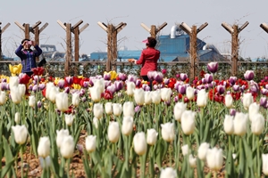 3만5천 송이의 튤립물결, 송현공원으로 놀러오세요