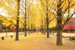 지금 남이섬은 ‘만추(晩秋)’