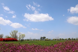 출렁이는 오월의 푸른 물결, 함안 강나루생태공원