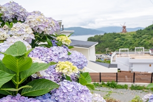 ‘수국특별시’거제 남부면, 형형색색 수국 만개