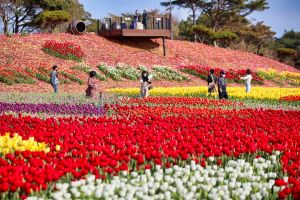 ‘튤립도 보고 목련도 보고’ 태안으로 행복한 봄나들이 떠나요!