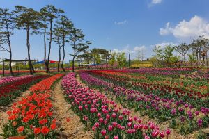 2023 평택꽃나들이 ‘꽃으로 여는 평택의 봄’