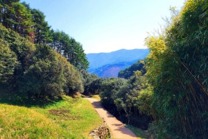 광양시, 무채색의 겨울, 광양 ‘옥룡사 동백나무숲’에서 새봄을 기다리다 