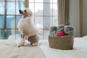 반려견과 떠나는 겨울 여행, 남이섬에서 눈꽃 산책 즐기기