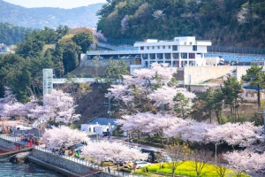 남해 봄꽃의 정취 ‘꽃 피는 남해’ 3월 28일 개최(산불로 잠정 연기) 