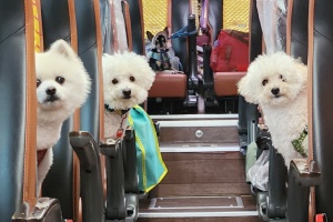 태안군, 반려동물과 함께 하는 봄철 ‘댕댕버스’ 상품 운영