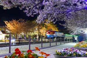 경남도, 각양각색 봄꽃 따라 봄꽃 명소 18개소 추천