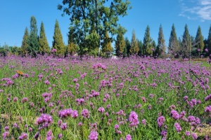 정원도시 청주, 더 아름다운 2025년을 준비한다