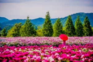 합천군, 꽃 축제의 계절, 합천의 봄, 봄꽃 명소 