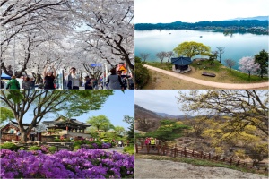 제천시, 다채로운 봄꽃 명소, 봄 여행지로 초대