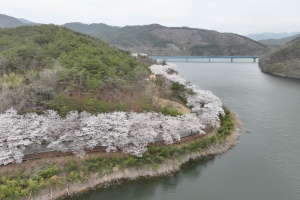 보성군, ‘제12회 보성벚꽃축제’,‘제21회 문덕면민의 날’통합 개최(대형 산불로 전면 취소) 