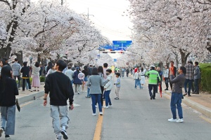 낭만벚꽃, 낭만정읍...2025 정읍 벚꽃축제 4월 5일 개막 
