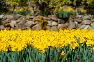 거제시, 상춘객 마음 사로잡는 거제 봄꽃 나들이(대형산불로 벚꽃행사 취소) 