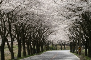 보성군, 꽃과 바다가 함께하는 낭만적인 봄 여행