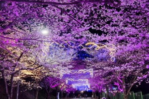 고창군, 설레고 들뜨게 하는 봄 소풍 ‘고창군 제3회 벚꽃축제’