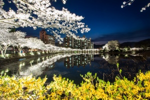 김천시, 벚꽃 야경명소 『연화지』, 2025 연화지 벚꽃 페스타 29일 개막(행사 취소)