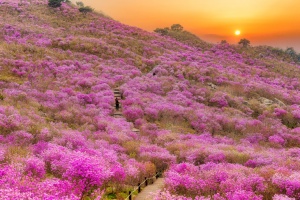 대구 달성군, 참꽃 보러 오세요! 4월 12일, 비슬산 참꽃문화제 개최(전면 취소) 