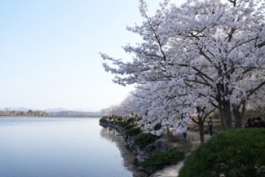 영천시, 성격 급한 벚꽃 활짝