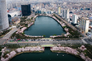 송파구, 문화예술 충전한 석촌호수에서 <2025 호수벚꽃축제> 개최