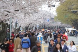 영등포구, 봄꽃 가득한 모두의 정원…여의도 봄꽃축제 8일 시작