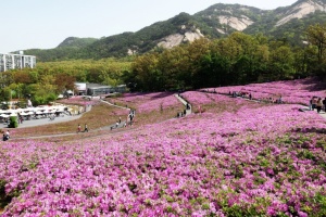 노원구, 노원 대표 힐링 체험 총출동! 2025 불암산 힐링타운 철쭉제 개최