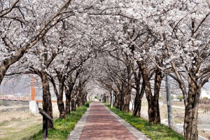 음성군의 벚꽃 명소들이 벚꽃의 향연으로 물든다. 