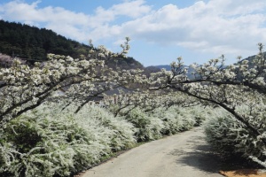 보령의 청정 허파로 불리는 성주산 무궁화수목원, 봄철 여행지 최적