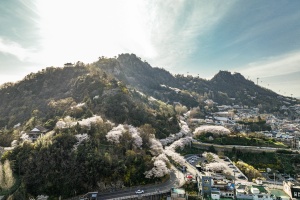 목포의 봄은 계속된다, 아름다운 꽃 명소 추천