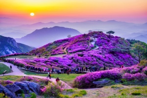 합천군, 진분홍빛 황홀경…‘2025 황매산 철쭉제’ 5월 1일 개막