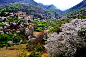 금산군, 보곡산골 산벚꽃축제 9일 간의 대장정 돌입