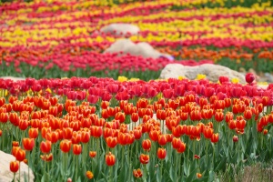 동해시, 무릉별유천지, 튤립꽃밭 개화 맞아 봄 정취 물씬