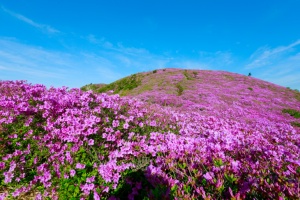 보성군, 5월 3일부터 5일까지 제21회 일림산 철쭉문화행사 개최 