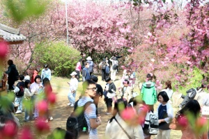 완산공원 꽃동산 주말 절정, 봄꽃 향연 ‘시작’
