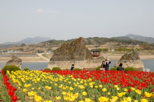 봄꽃으로 물든 단양, 걷는 길마다 ‘포토 스팟’
