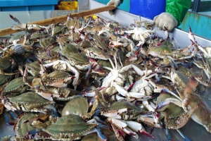 진도 서망항에서 꽃게 축제 4월 25일~ 27일까지 개최 