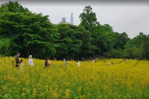 송파구, 따스한 봄날, 걷기 좋은 ‘송파 꽃캉스’ 추천 