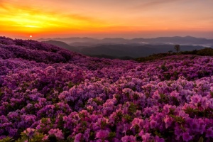 합천 황매산 철쭉 군락, 핫들생태공원 작약으로 축제 잇는 합천군