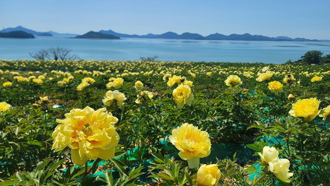 신안군, ‘치유의 꽃 정원’ 신안 옥도에서 첫 작약 꽃 축제 개최