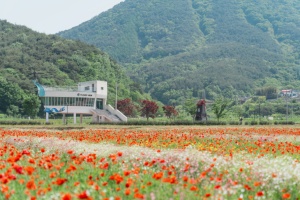 하동군, 별천지 꽃천지, 하동 북천 꽃양귀비 축제, 5월 16일~25일 개최