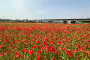 나주시, 꽃양귀비 붉은 물결치는 나주 영산강 5월 행사 풍성 