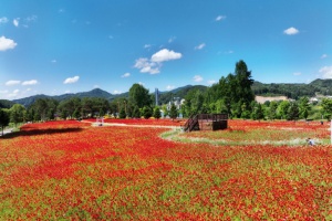 가평군, ‘자라섬 꽃 페스타’ 5월 24일~6월 15일 자라섬에서 개최 