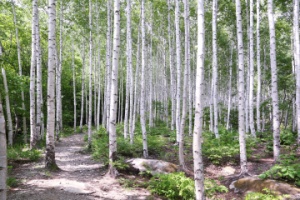 영양 자작나무숲, 무더운 여름 힐링 명소로 제격