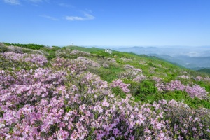 영주시, 천상의 화원 ‘철쭉’의 향연, ‘2025영주 소백산철쭉제’ 개최